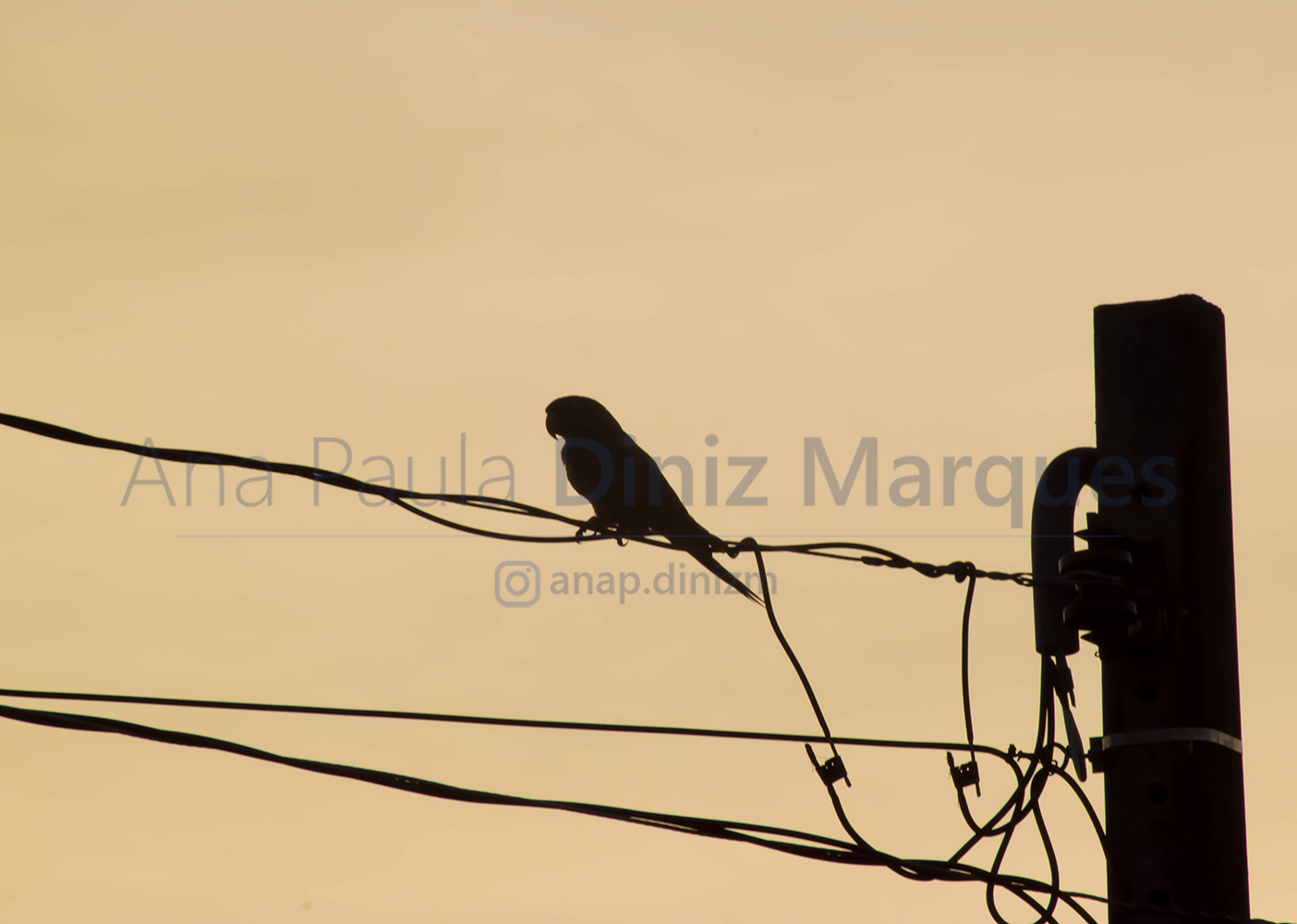 Constrast during golden hour, showing White-eyed Parakeet bird contour - Maritaca