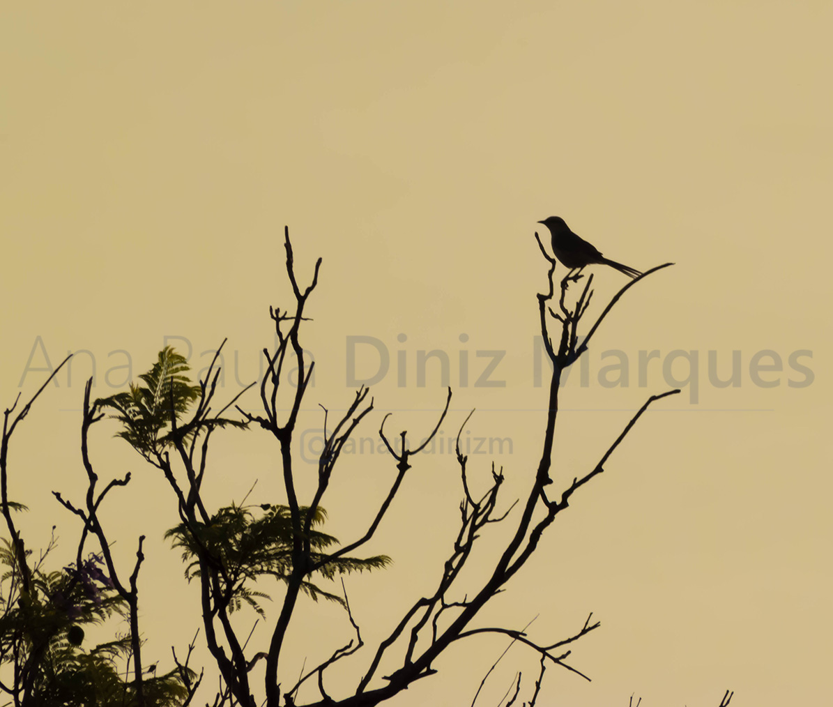 Constrast during golden hour, showing Chalk-browed Mockingbird (Mimus saturninus) bird contour - Sabia do Campo