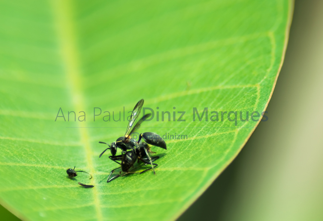 Heads rolled: Macro Photography, wasp and ant fight