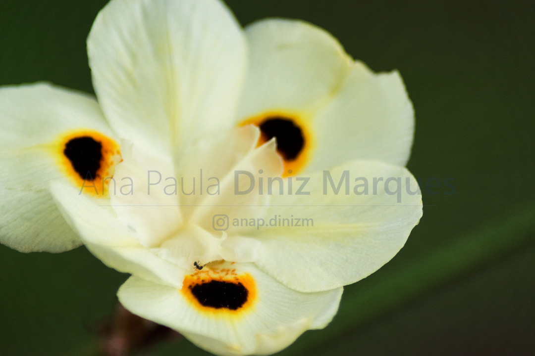 Dietes Bicolor - African iris - Fortnight Lily: Macro photography