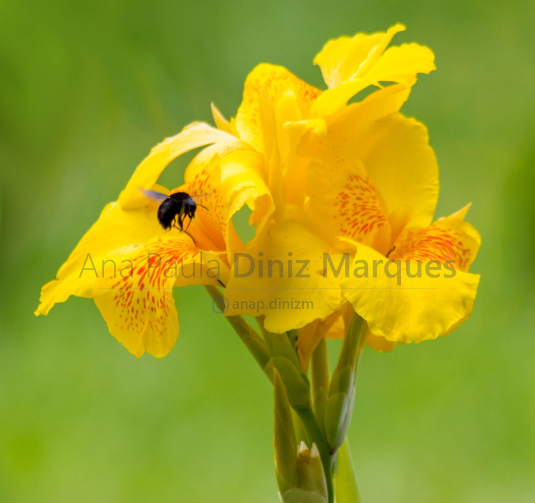 Bumblebee: Macro photography