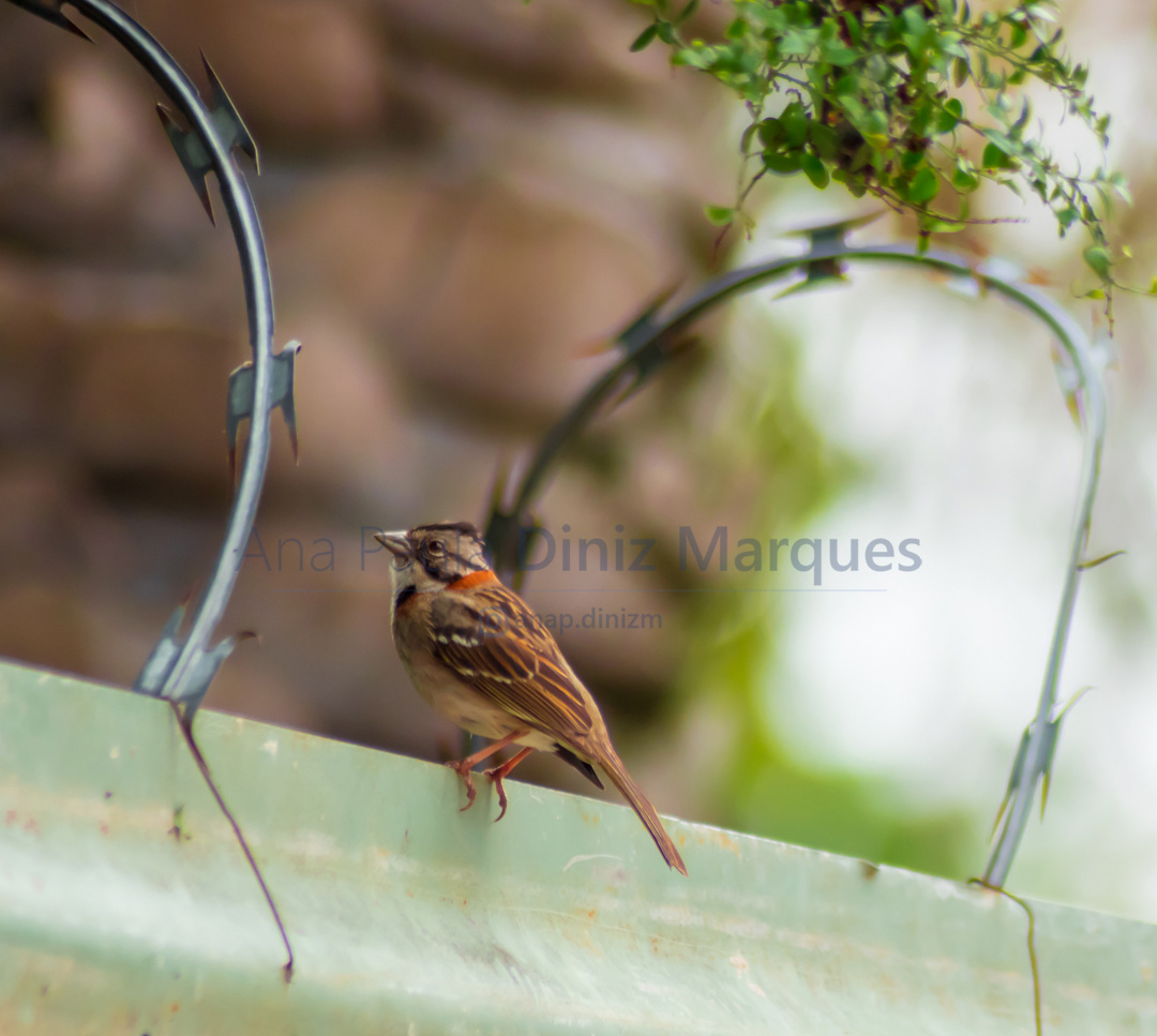 Rufous Collared Sparrow: Tico-tico