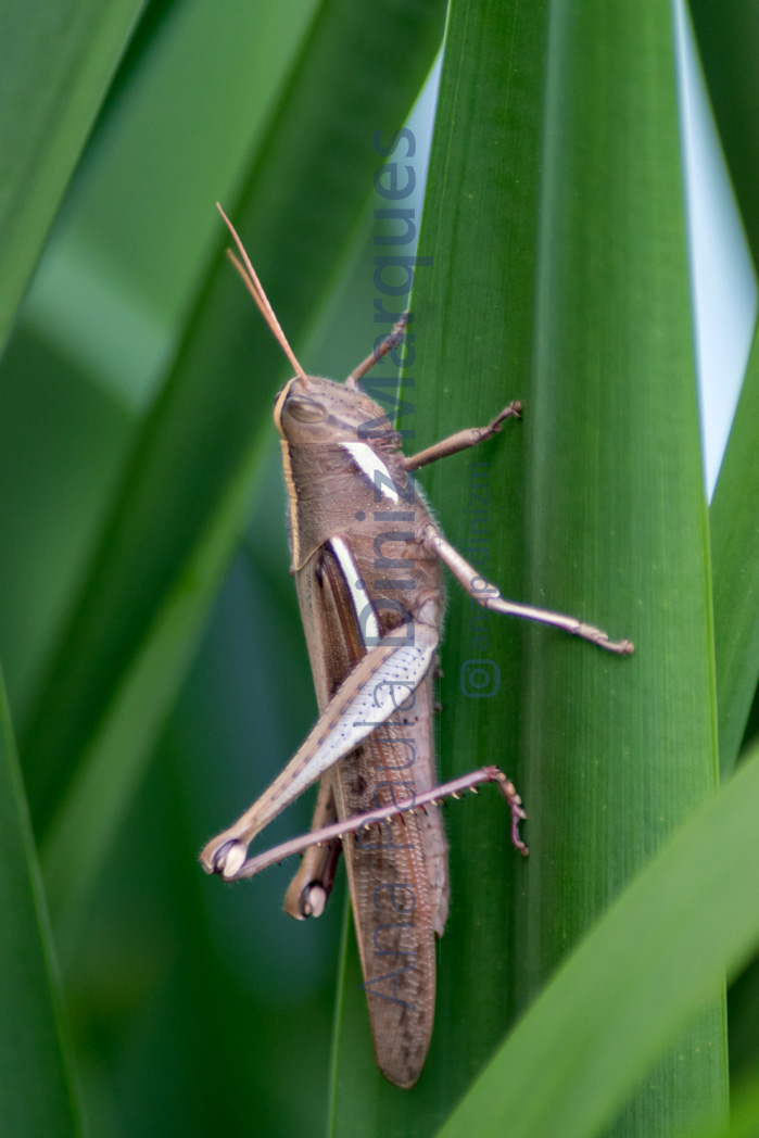 Grasshopper: Macro photography