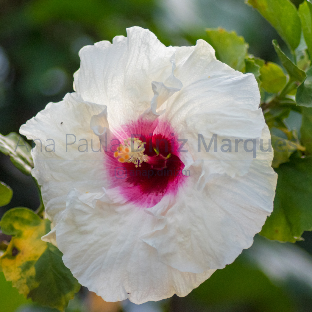 Hibiscus flower: front perspective