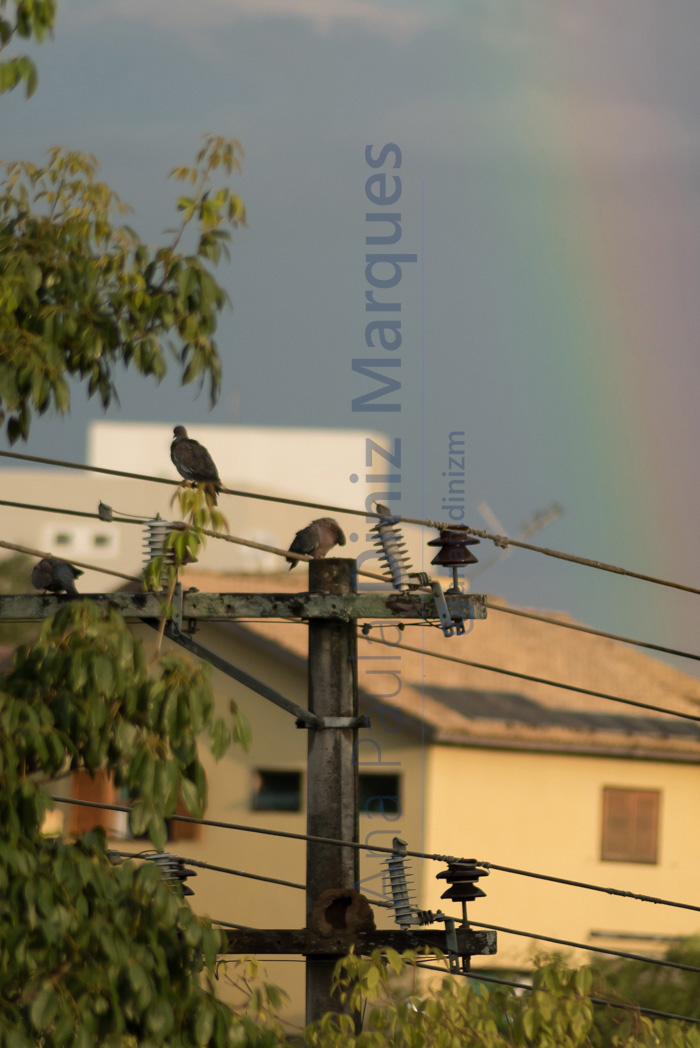 Close up of birds, Rufous Hornero house on power pole and rainbow background