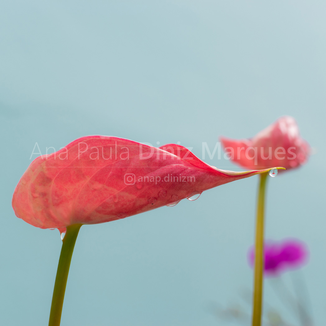 The entire scene of water drop falling from anthurium, it is refracting the other flower behind