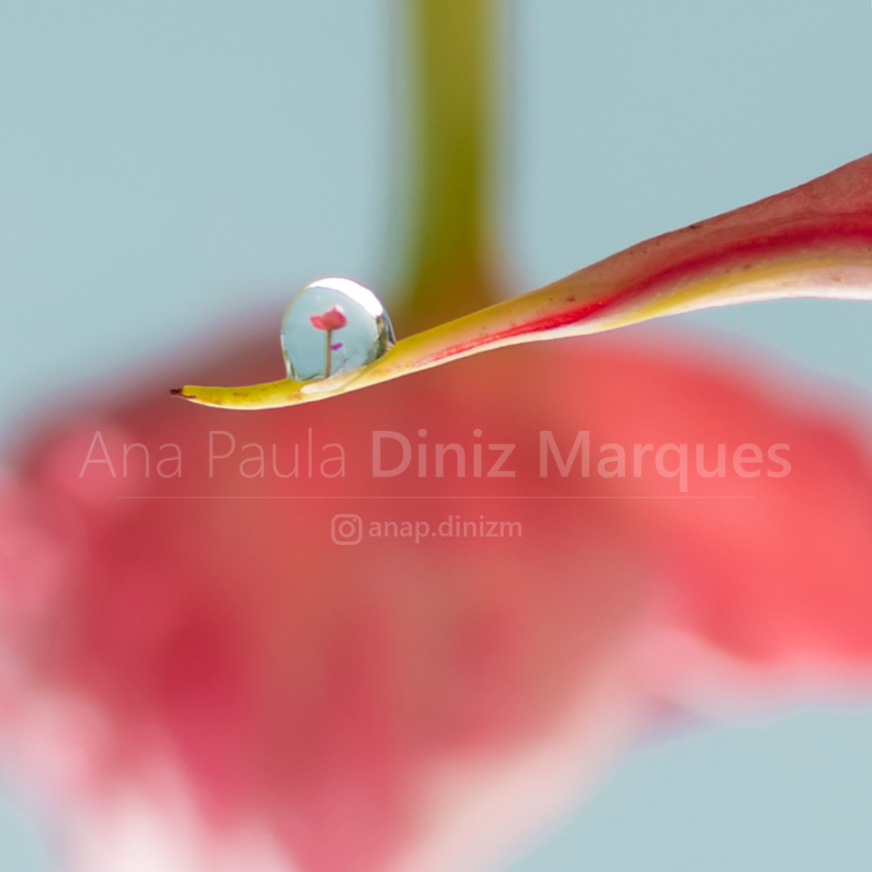 The refraction of anthurium through a drop of water. I named this picture 'Cristalino' (Portuguese), it means Crystalline and Crystalline lens
