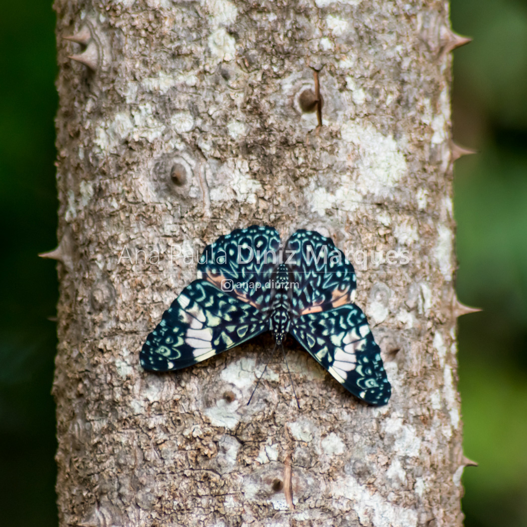 Cracker Butterfly: Hamadryas amphinome