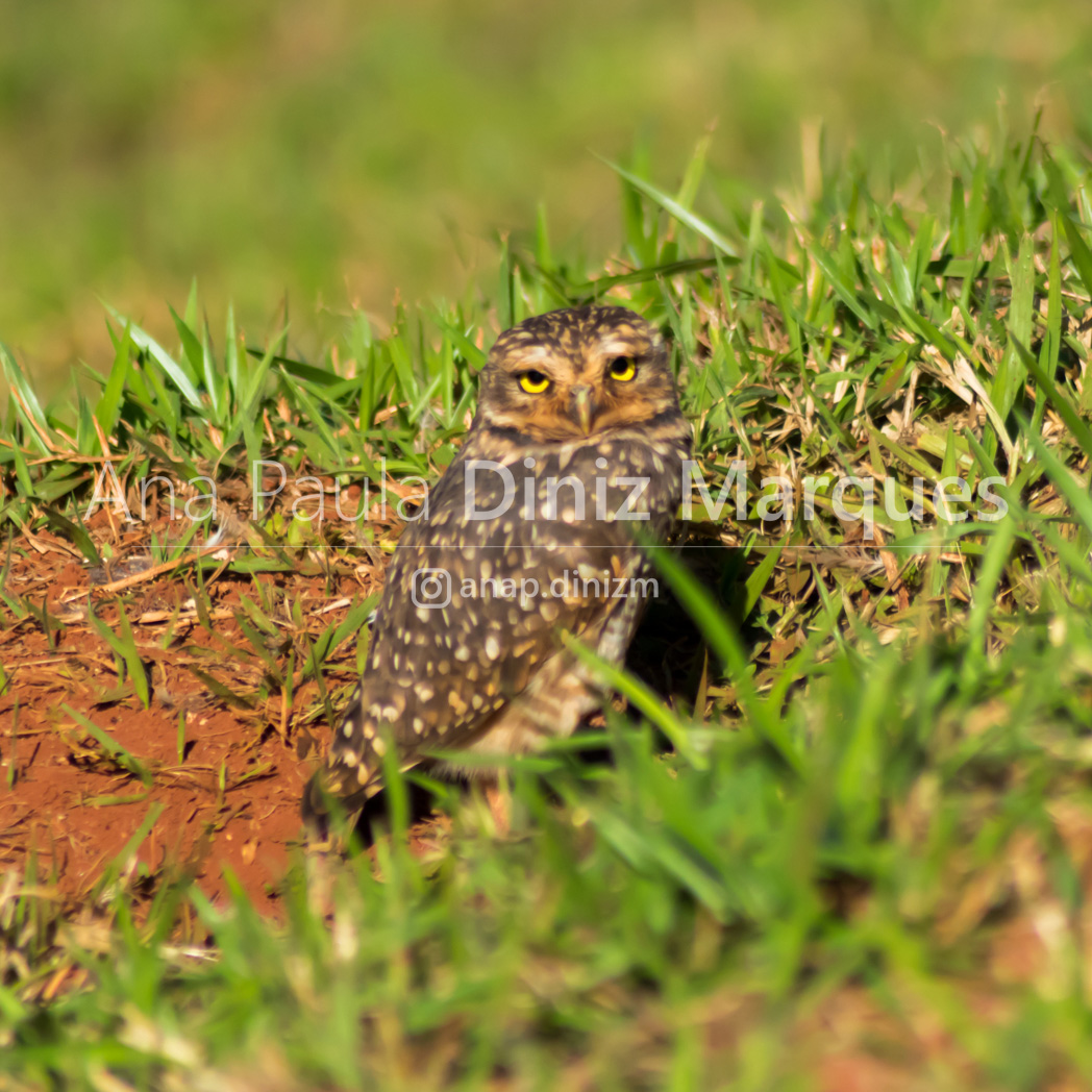 Athene cunicularia - Burrowing owl - Coruja Buraqueira