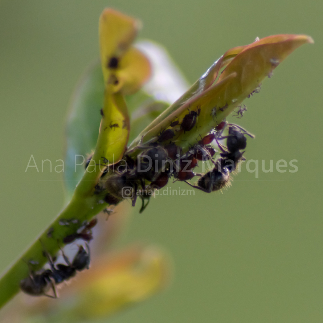 Ants - Macro Photography