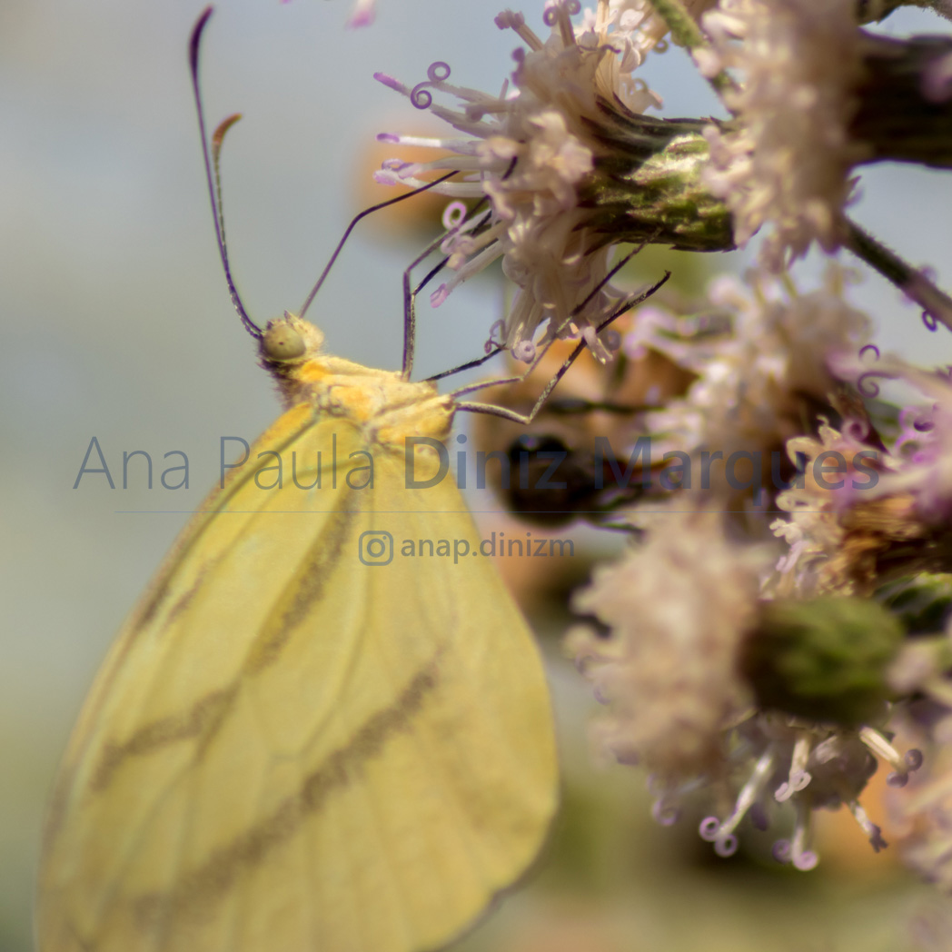 Butterfly: Macro photography