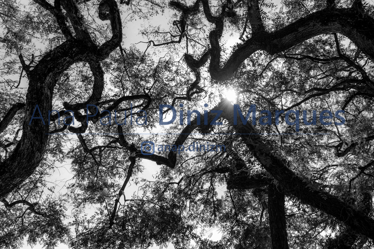 A Perspective of branches - Title: Life's Trajectory