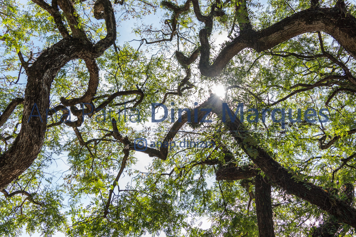 A Perspective of branches - Title: Life's Trajectory
