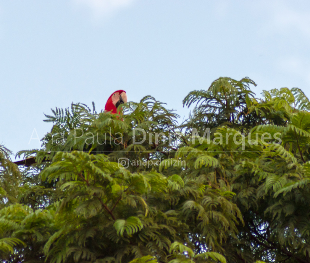 Ara chloropterus - Red-and-green Macaw - Arara