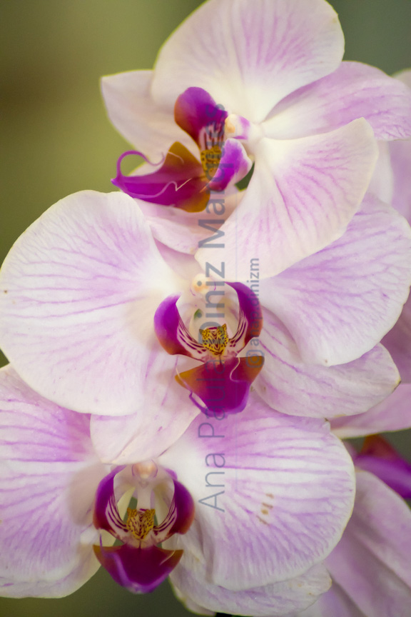 Phalaenopsis - moth orchids