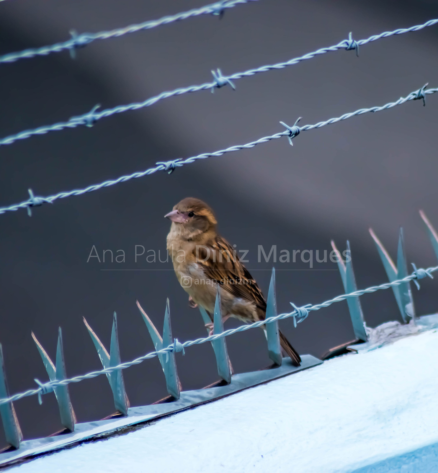 Parser domesticus - Sparrow - Pardal