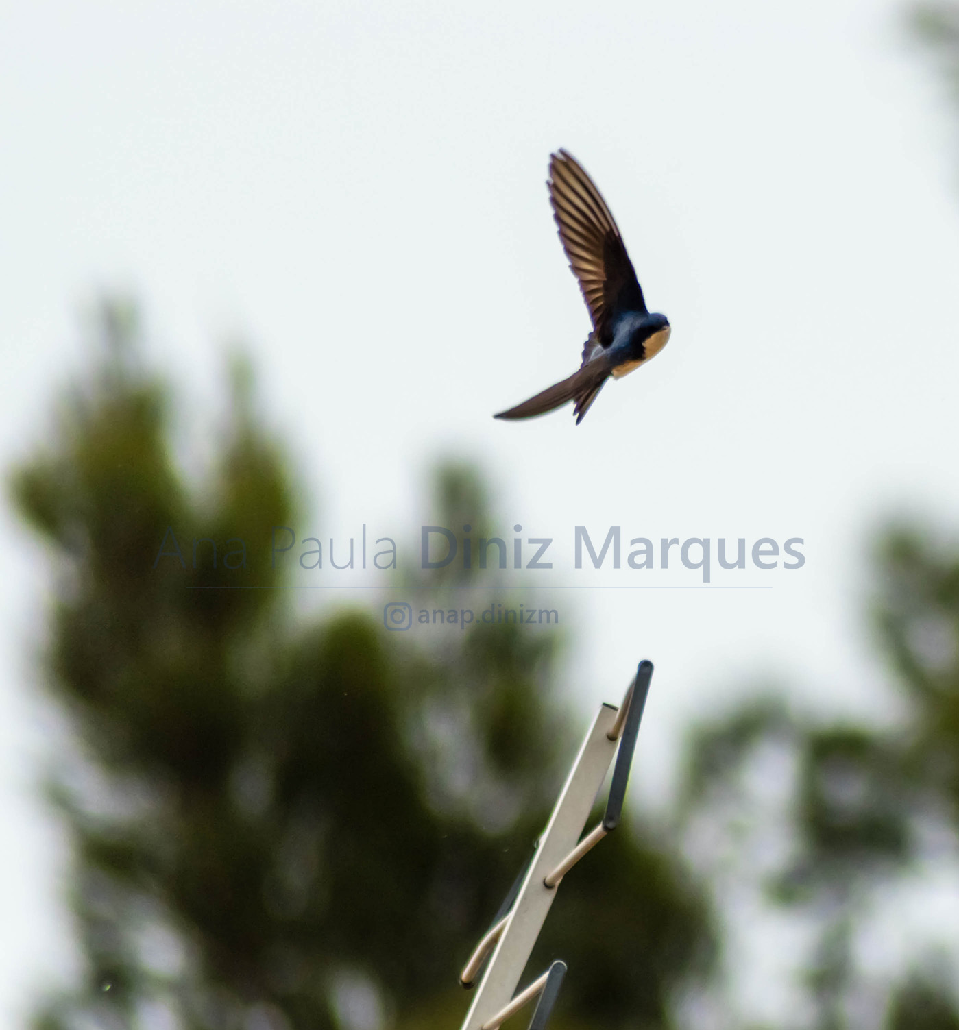 Pygochelidon cyanoleuca - Swallow bird - Andorinha