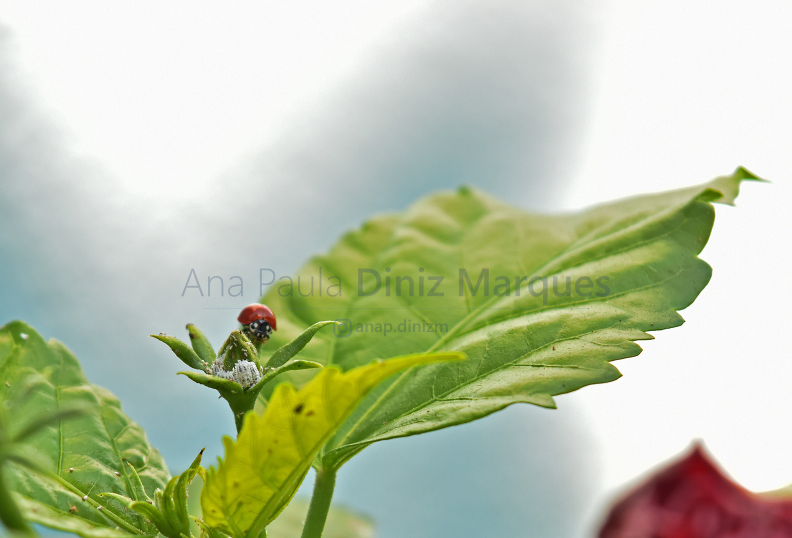 Meally bugs and Lady bug: Macro Photography