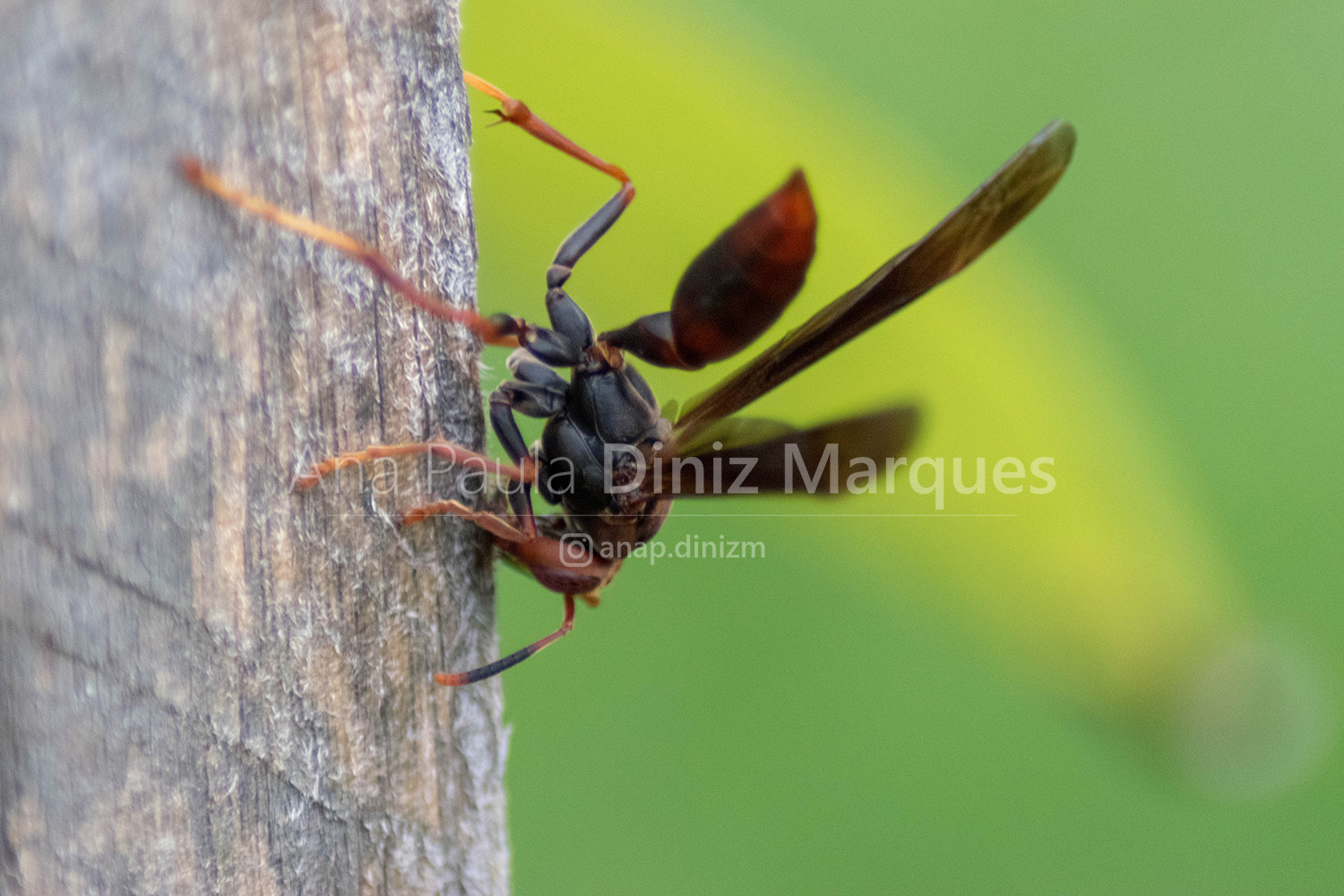 Wasp: Macrophotography
