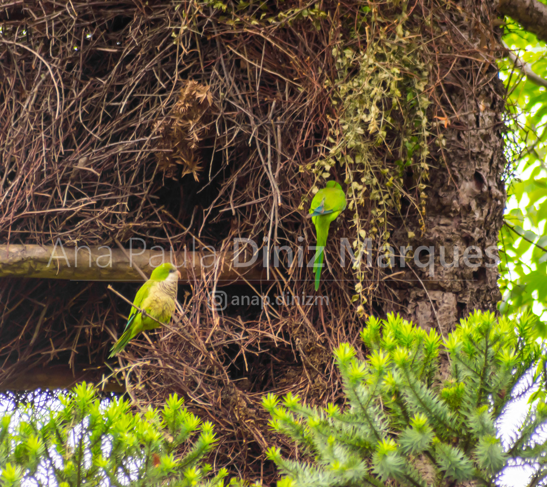 Monk Parakeet (Myiopsitta monachus) bird: wathching other one - Caturrita