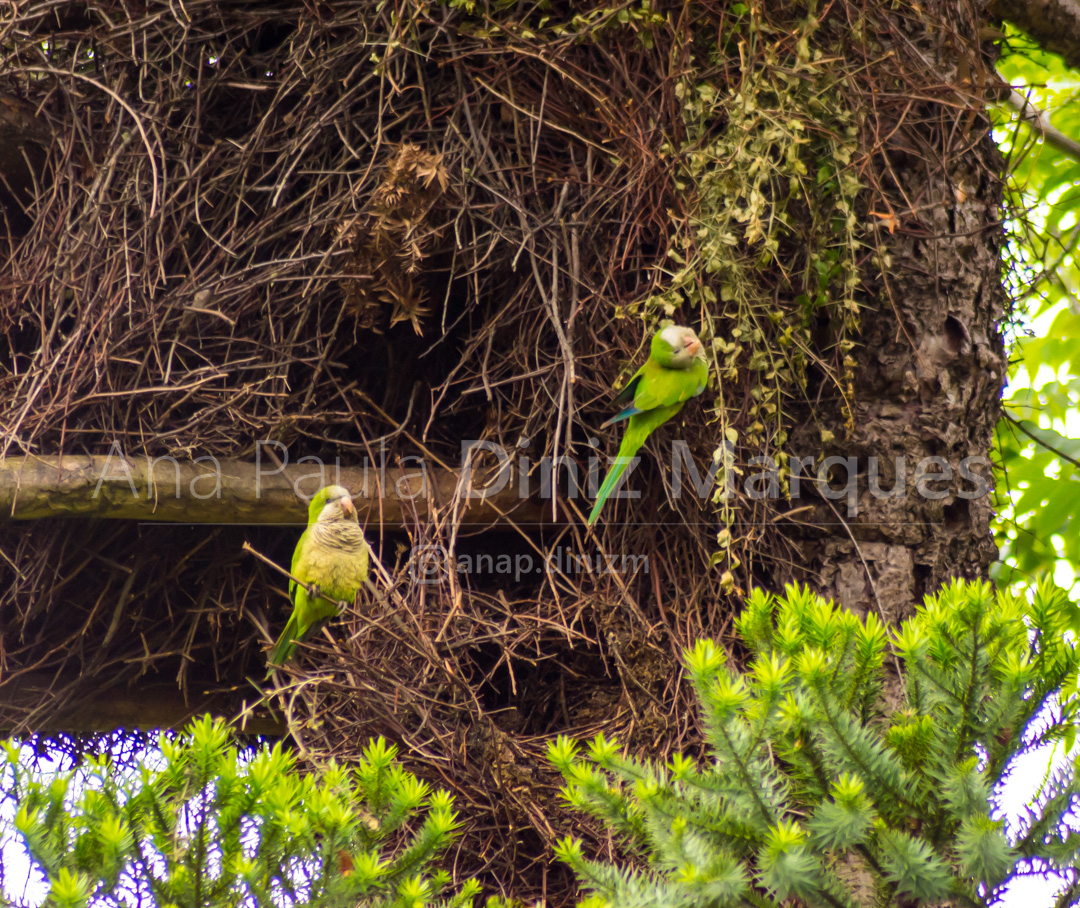Monk Parakeet (Myiopsitta monachus) laughing: Playing a joke on other bird - Caturrita