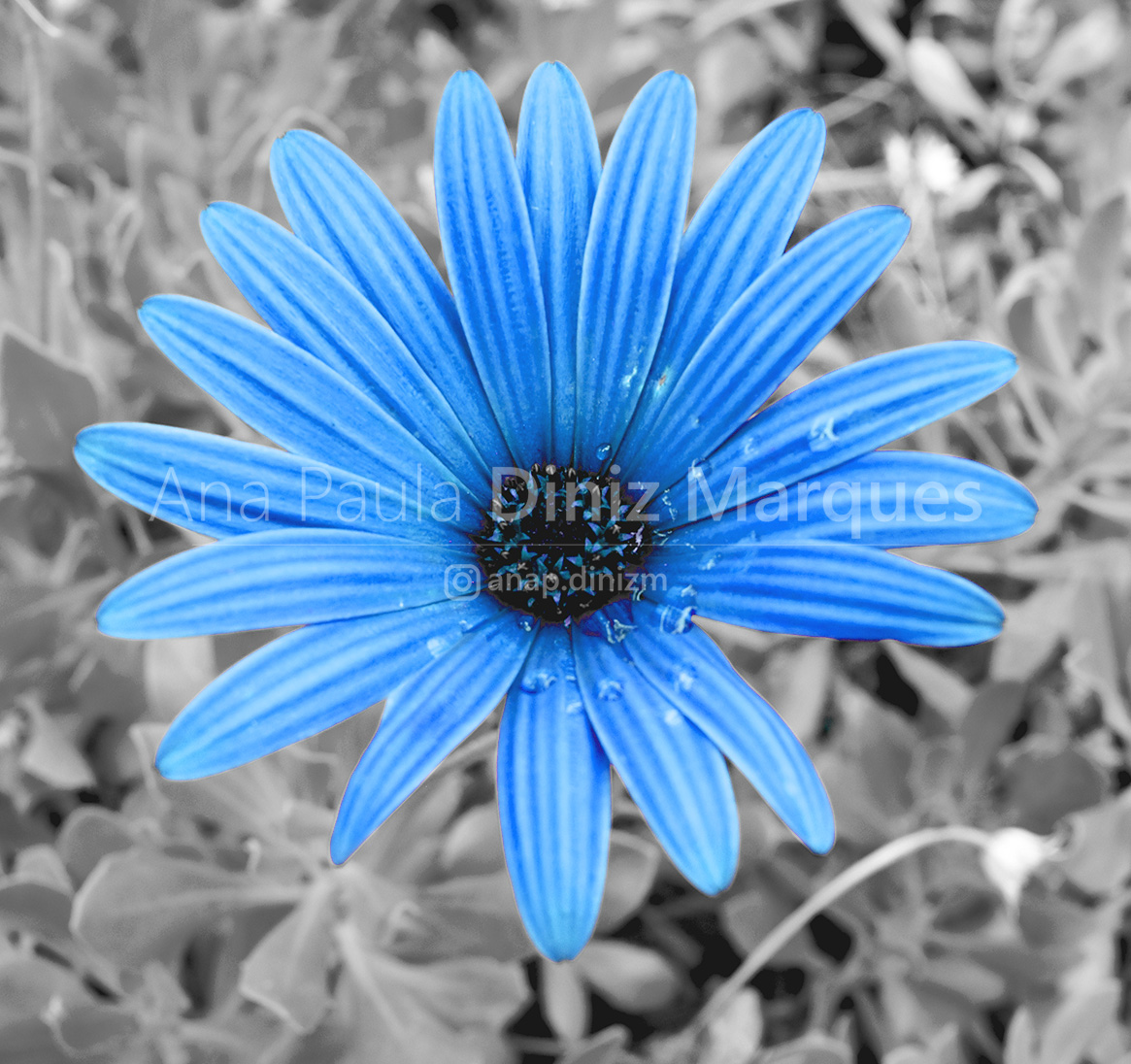 Flower blue and backgroung unsaturated 