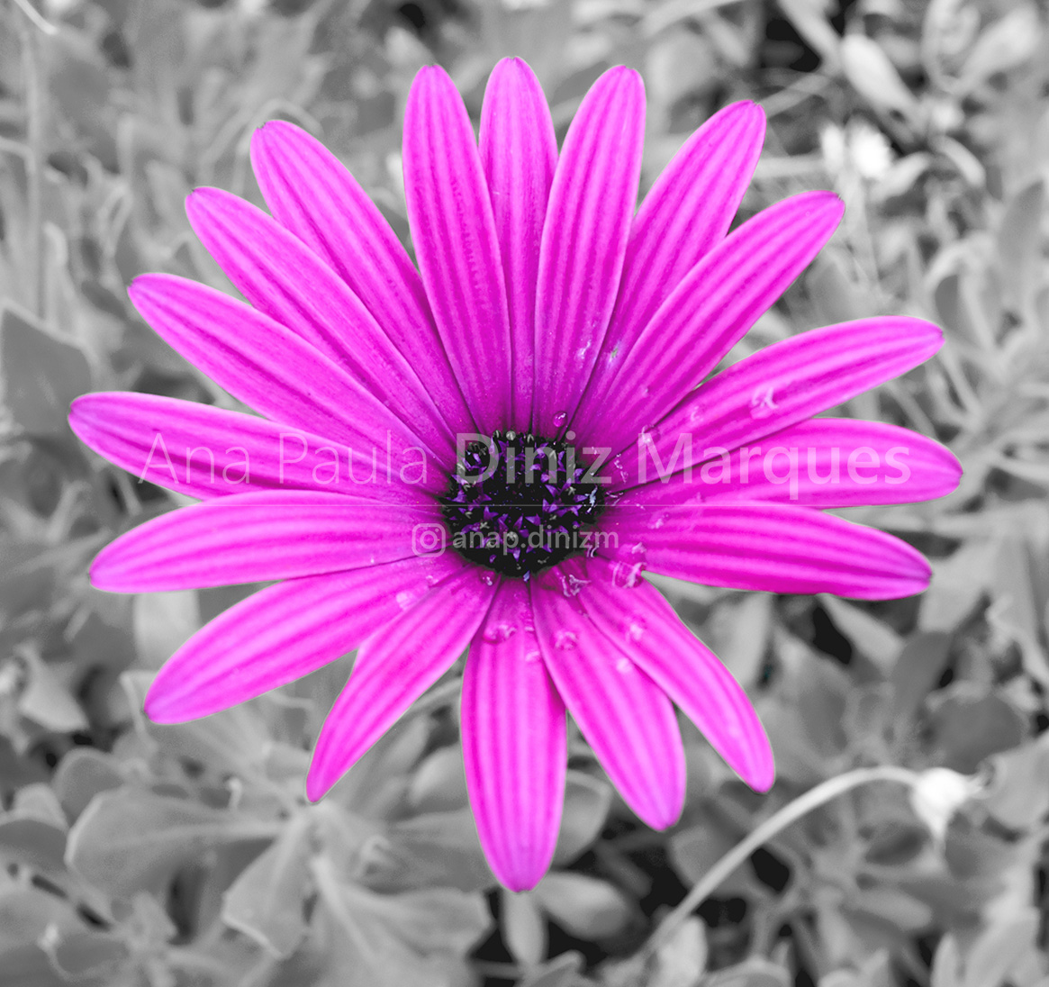 Flower purple and backgroung unsaturated 