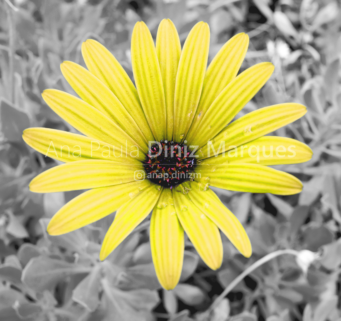 Flower yellow and backgroung unsaturated 